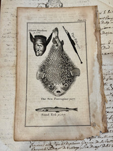 Original Antique Natural History Engraving of Assorted Fish Plate
