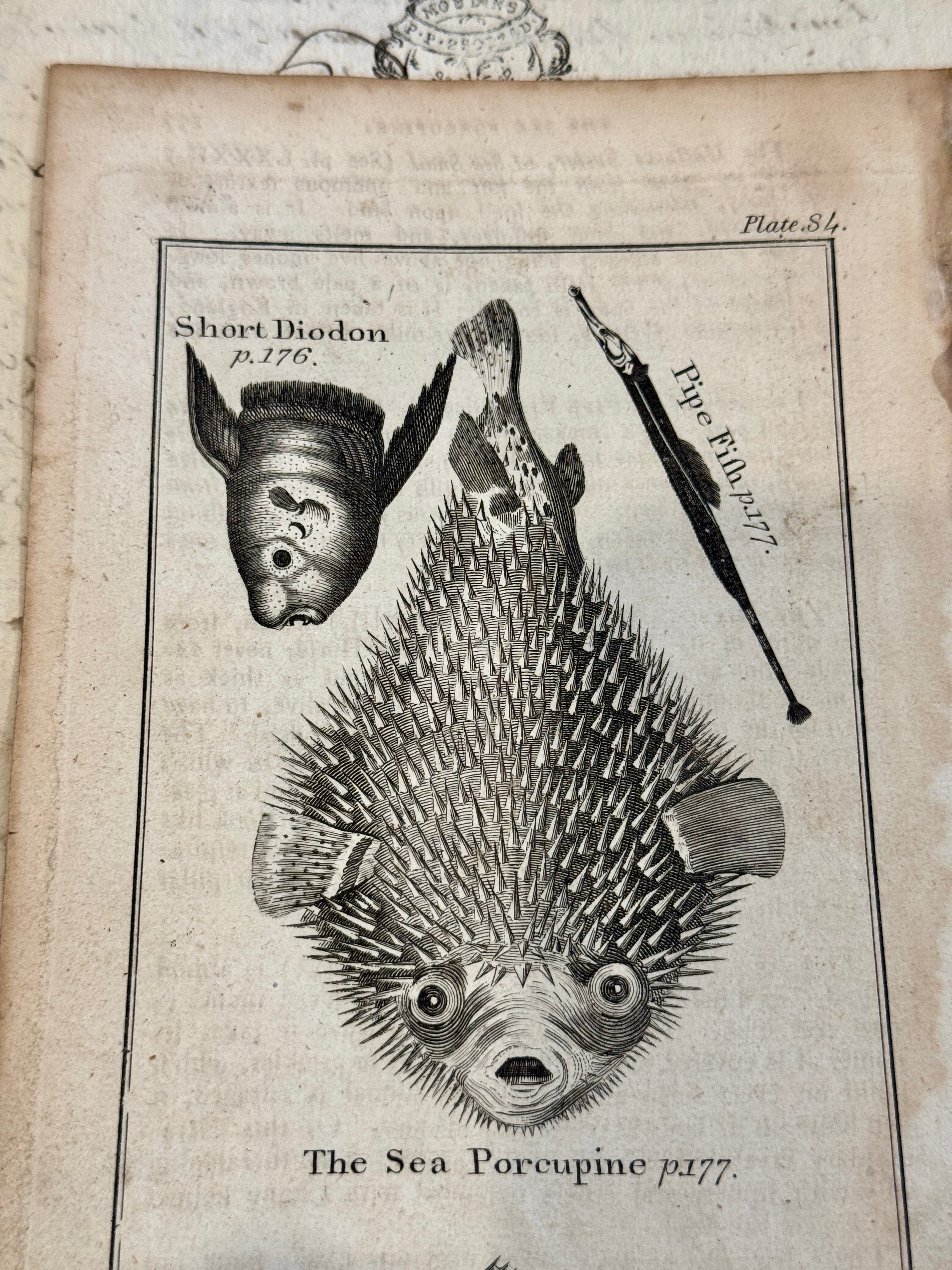 Original Antique Natural History Engraving of Assorted Fish Plate