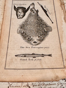 Original Antique Natural History Engraving of Assorted Fish Plate