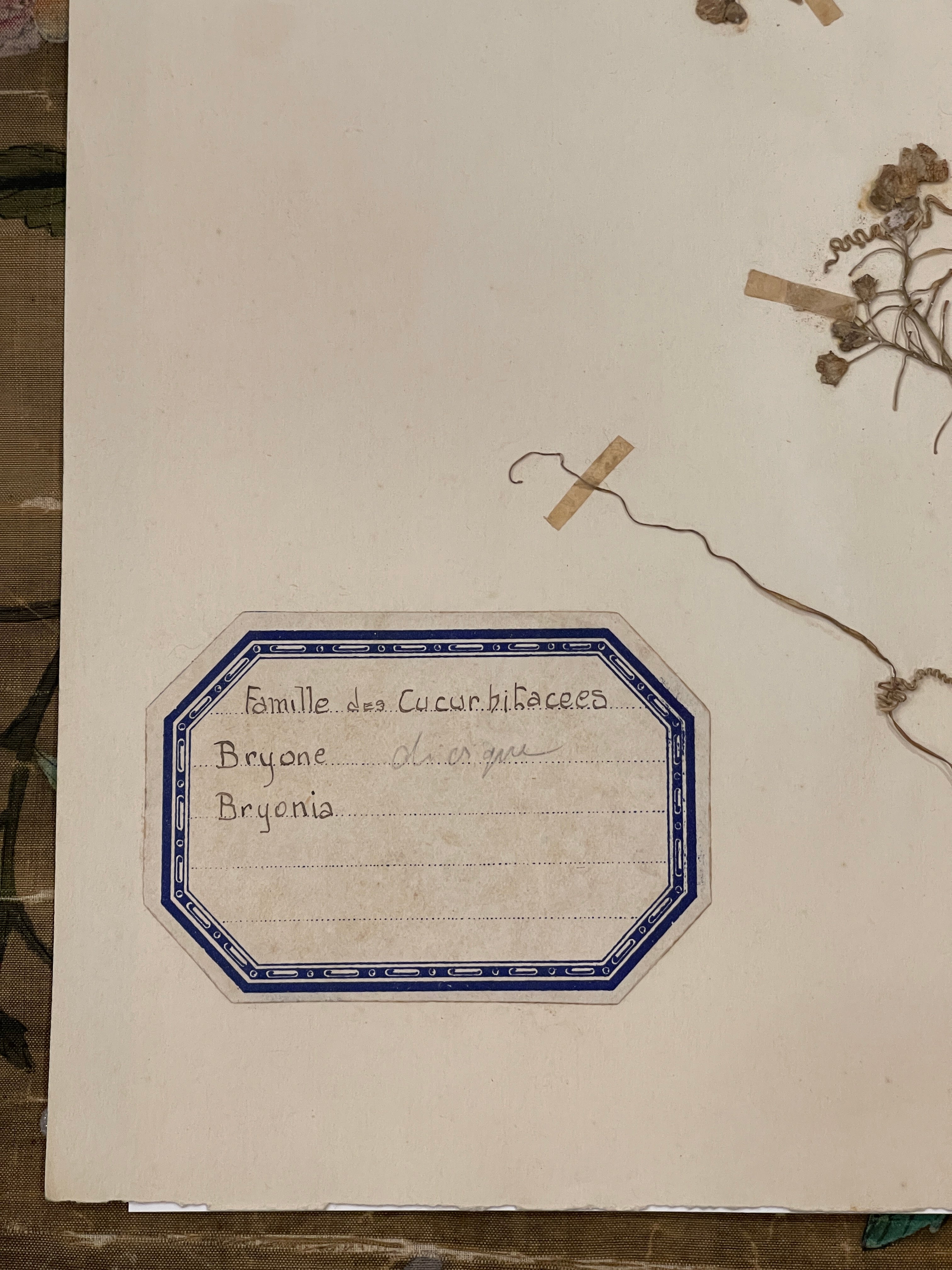 Original 1800's Botanicals -  B
