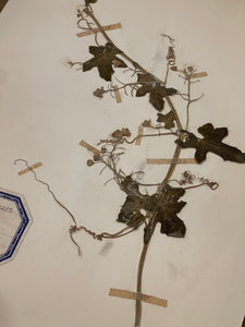 Original 1800's Botanicals -  B