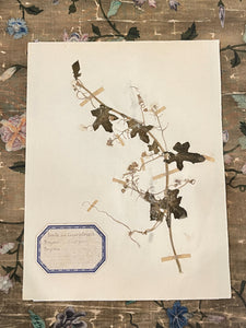 Original 1800's Botanicals -  B