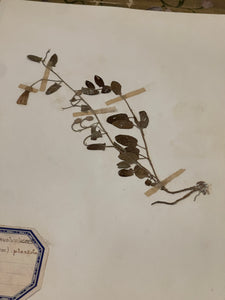 Original 1800's Botanicals -  C