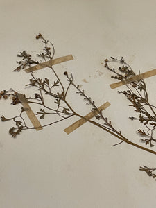 Original 1800's Botanicals -  D