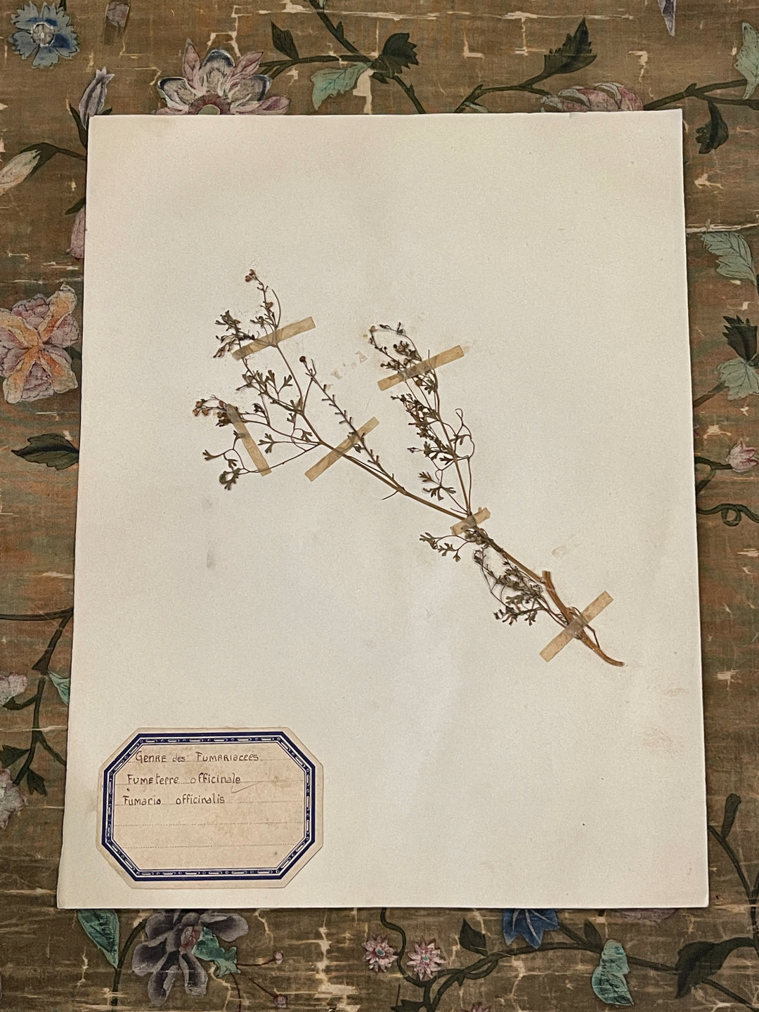 Original 1800's Botanicals -  D