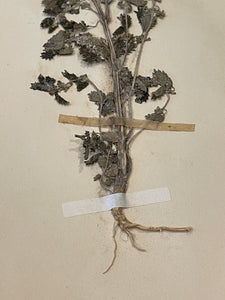 Original 1800's Botanicals -  E