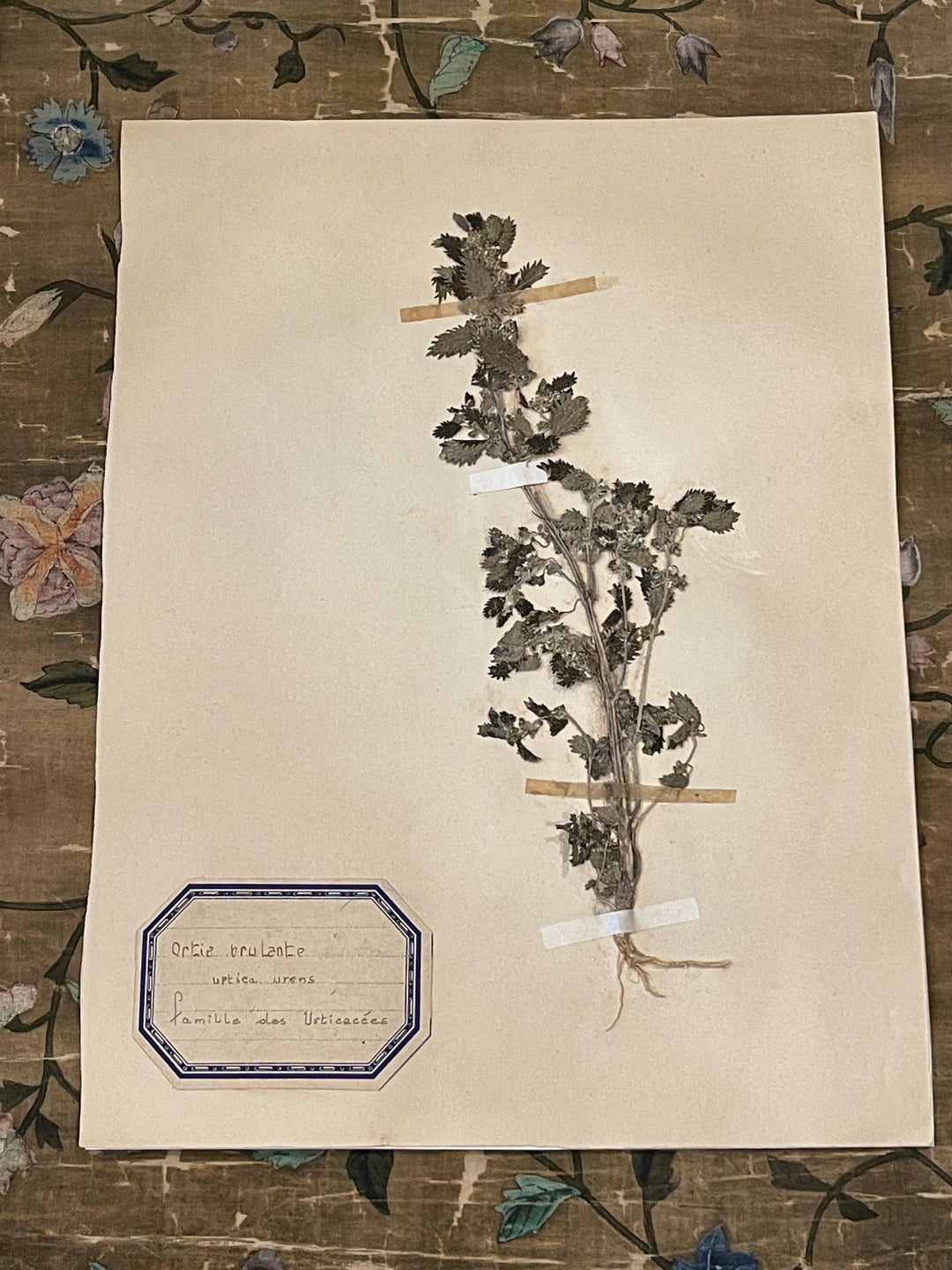 Original 1800's Botanicals -  E