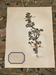Original 1800's Botanicals -  E