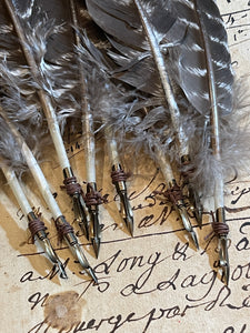 Long Sriped Turkey Tail Quill With Antique Nib