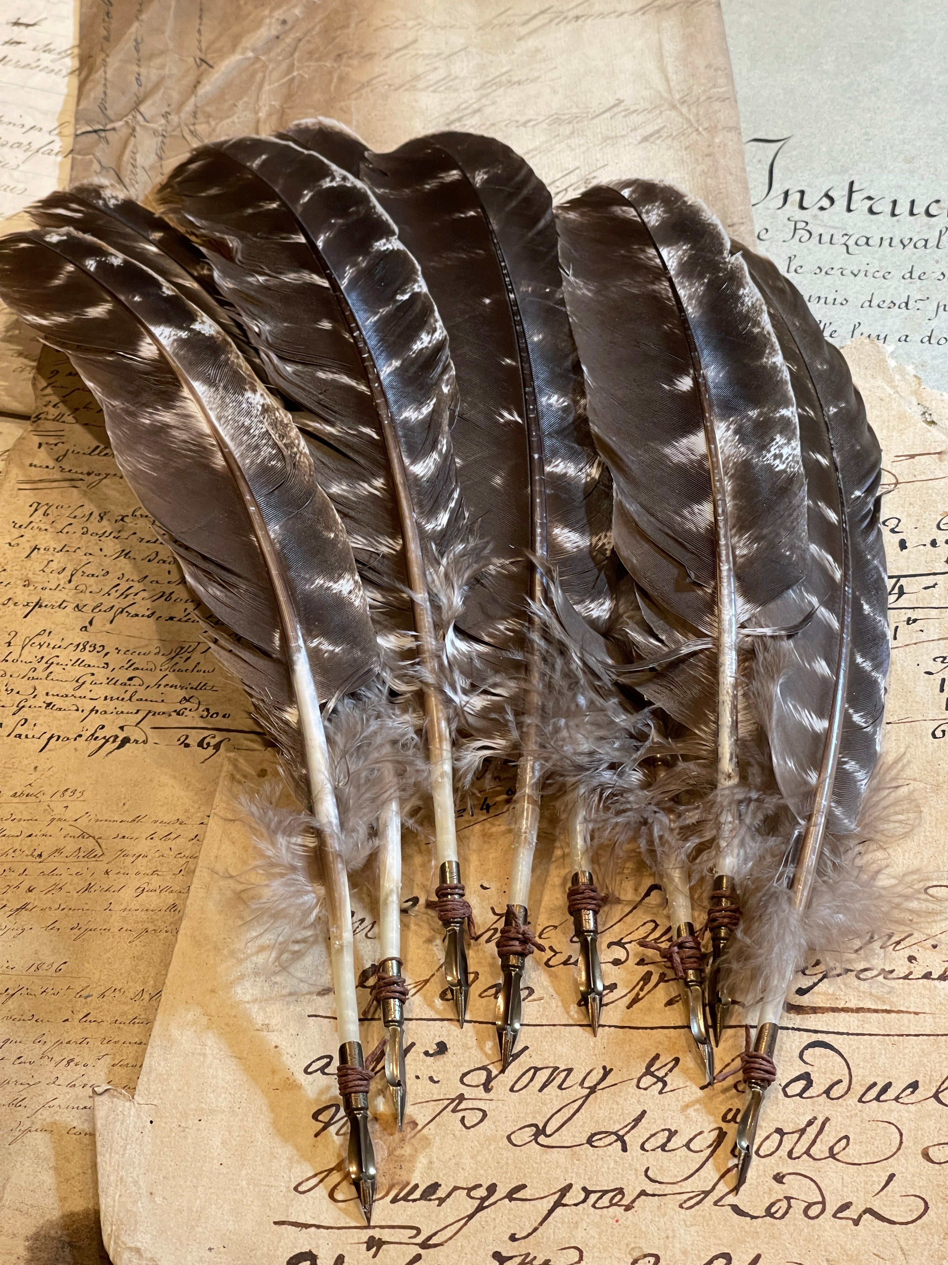 Long Sriped Turkey Tail Quill With Antique Nib