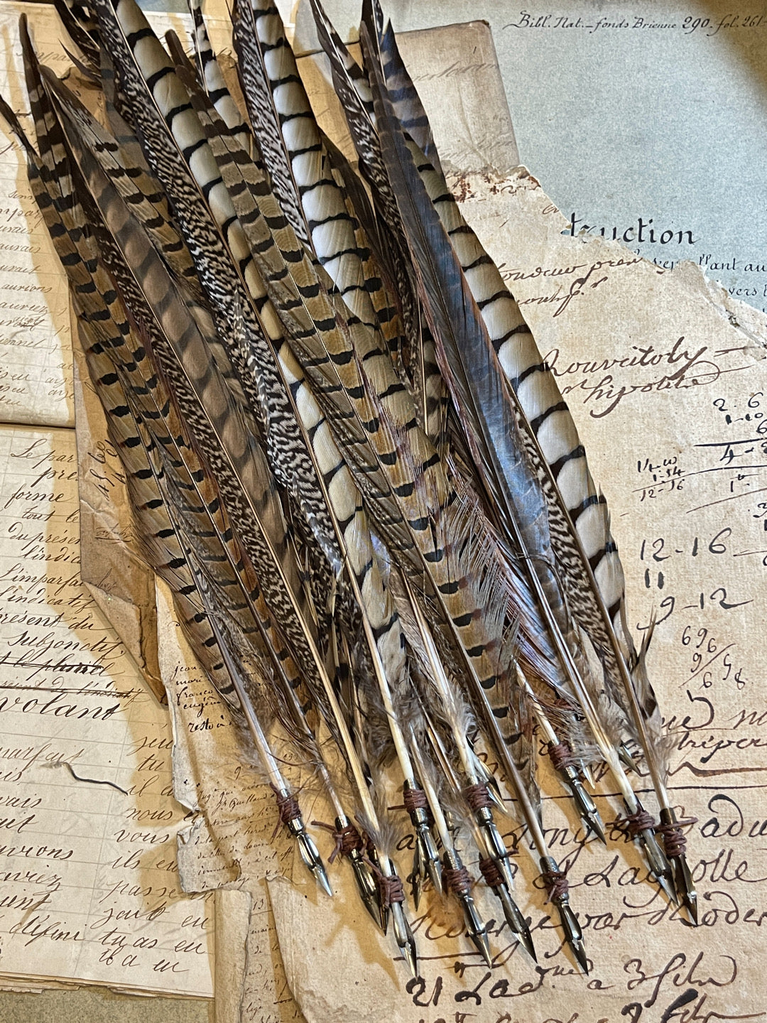 Long Pheasant Quill With Antique Nib