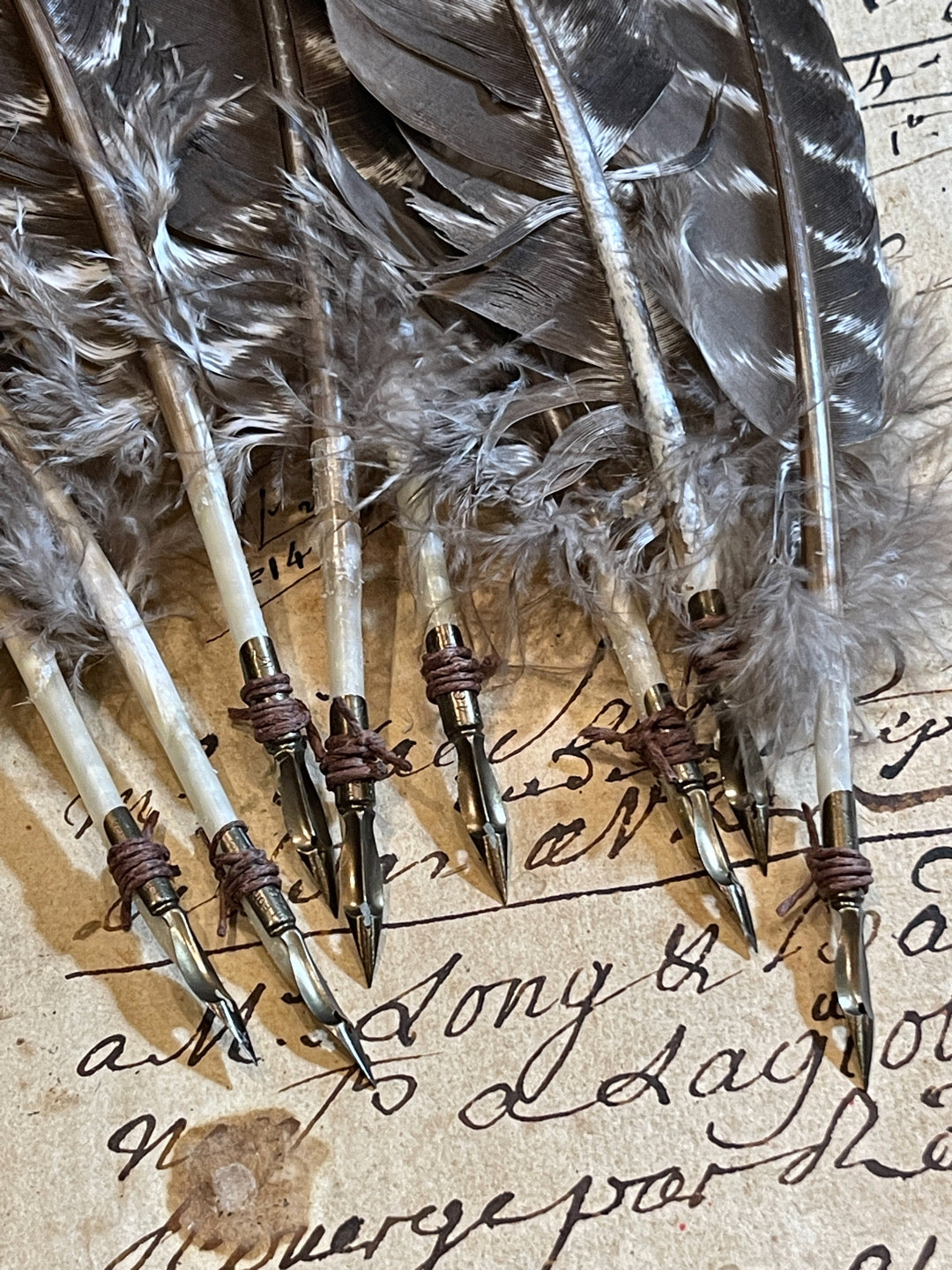 Striped Turkey Tail Quill With Antique Nib