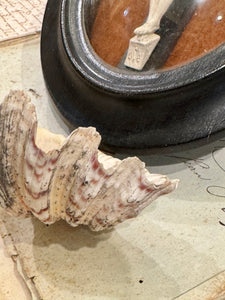 Antique French Shell and Meerschaum Holy Water Font