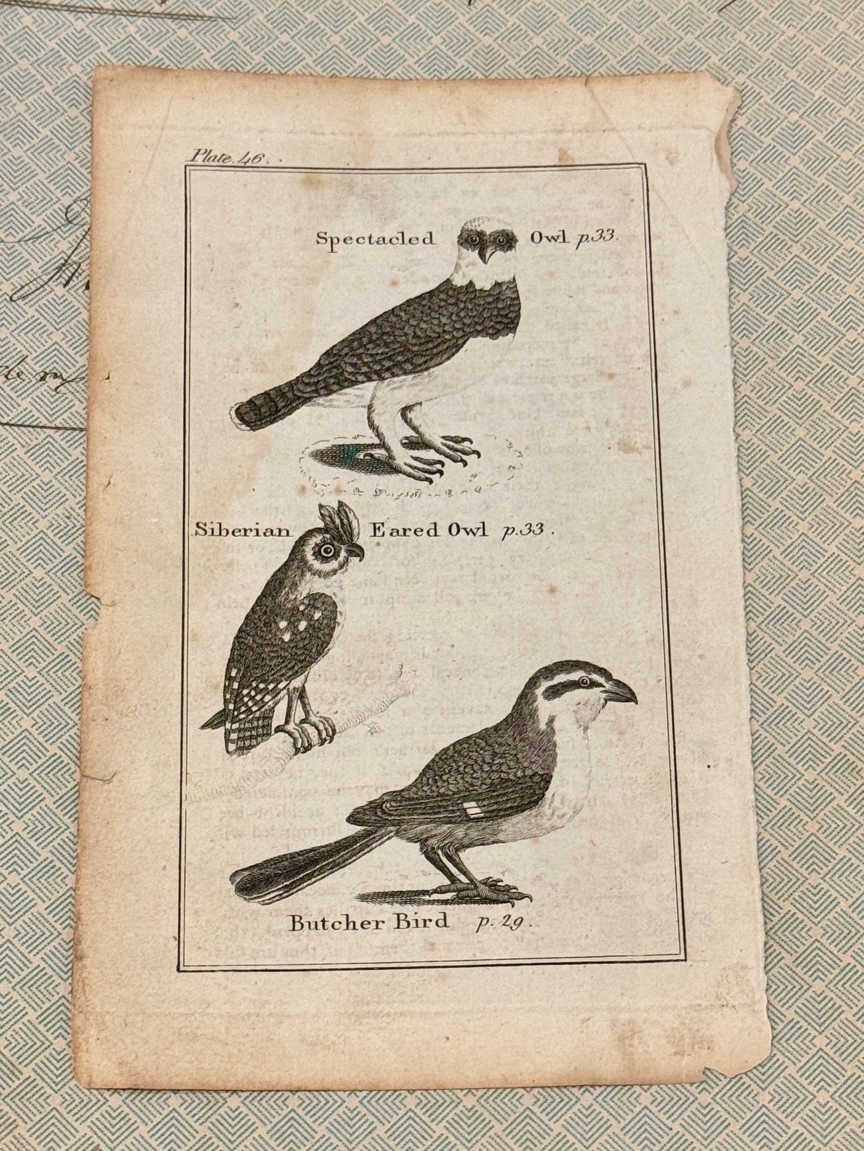 Original Antique Natural History Engraving of Owls and Butcher Bird