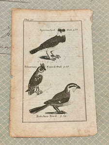 Original Antique Natural History Engraving of Owls and Butcher Bird