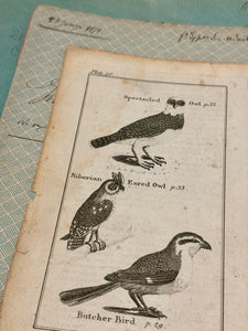 Original Antique Natural History Engraving of Owls and Butcher Bird
