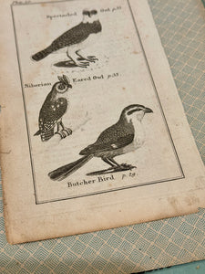 Original Antique Natural History Engraving of Owls and Butcher Bird