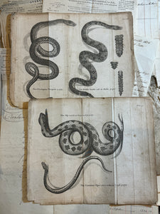 Original Antique Natural History Engravings of Snakes