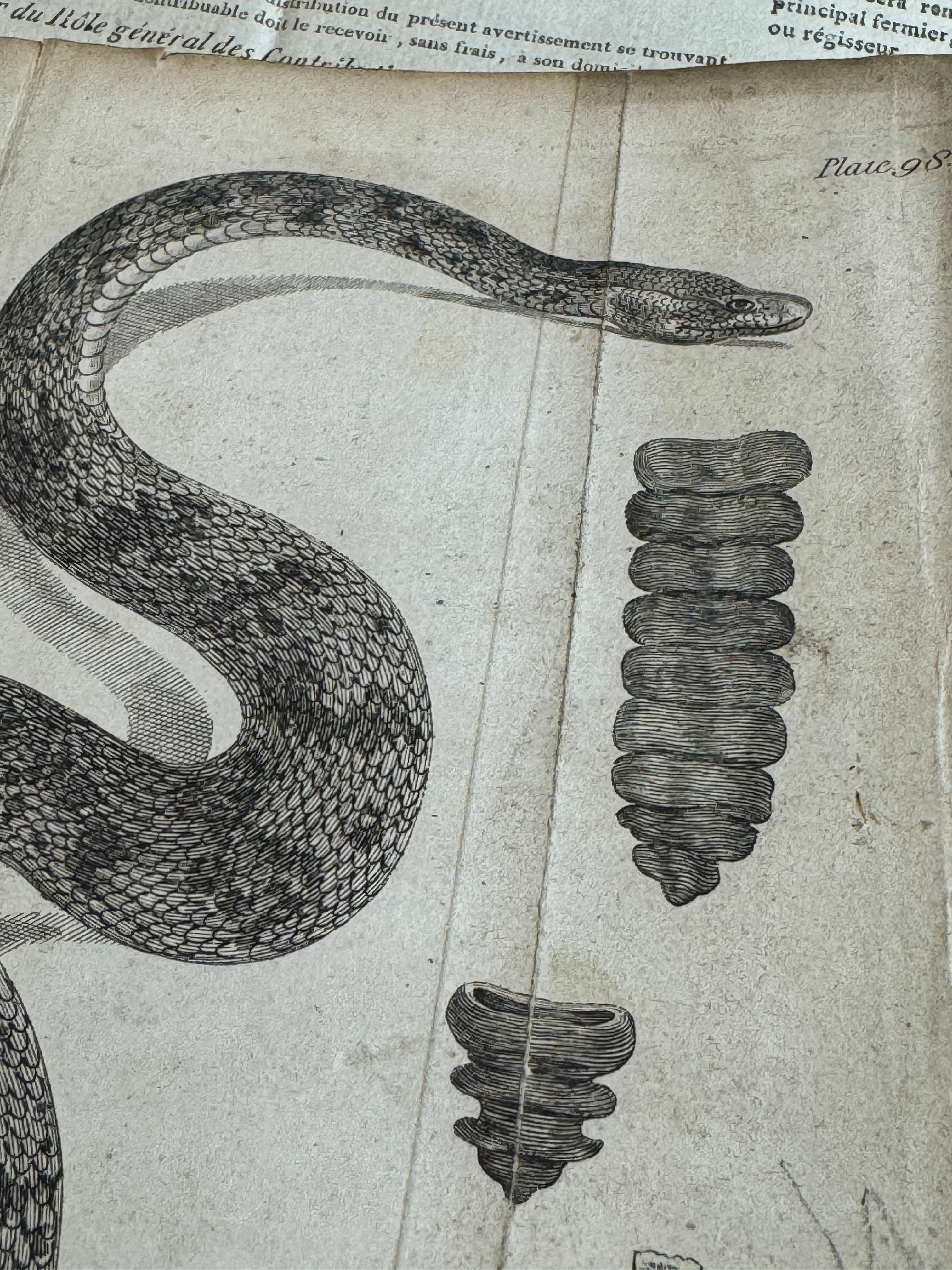 Original Antique Natural History Engravings of Snakes