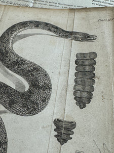 Original Antique Natural History Engravings of Snakes