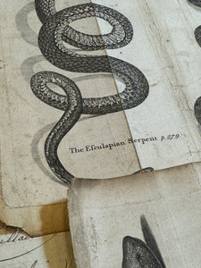 Original Antique Natural History Engravings of Snakes