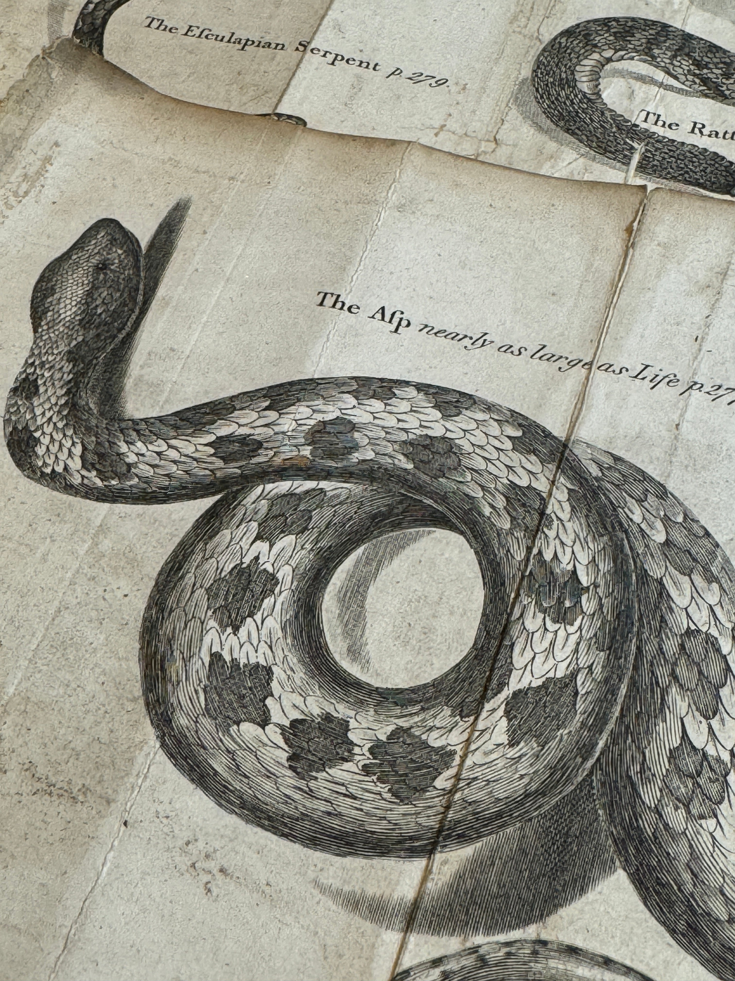 Original Antique Natural History Engravings of Snakes
