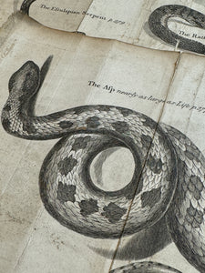 Original Antique Natural History Engravings of Snakes