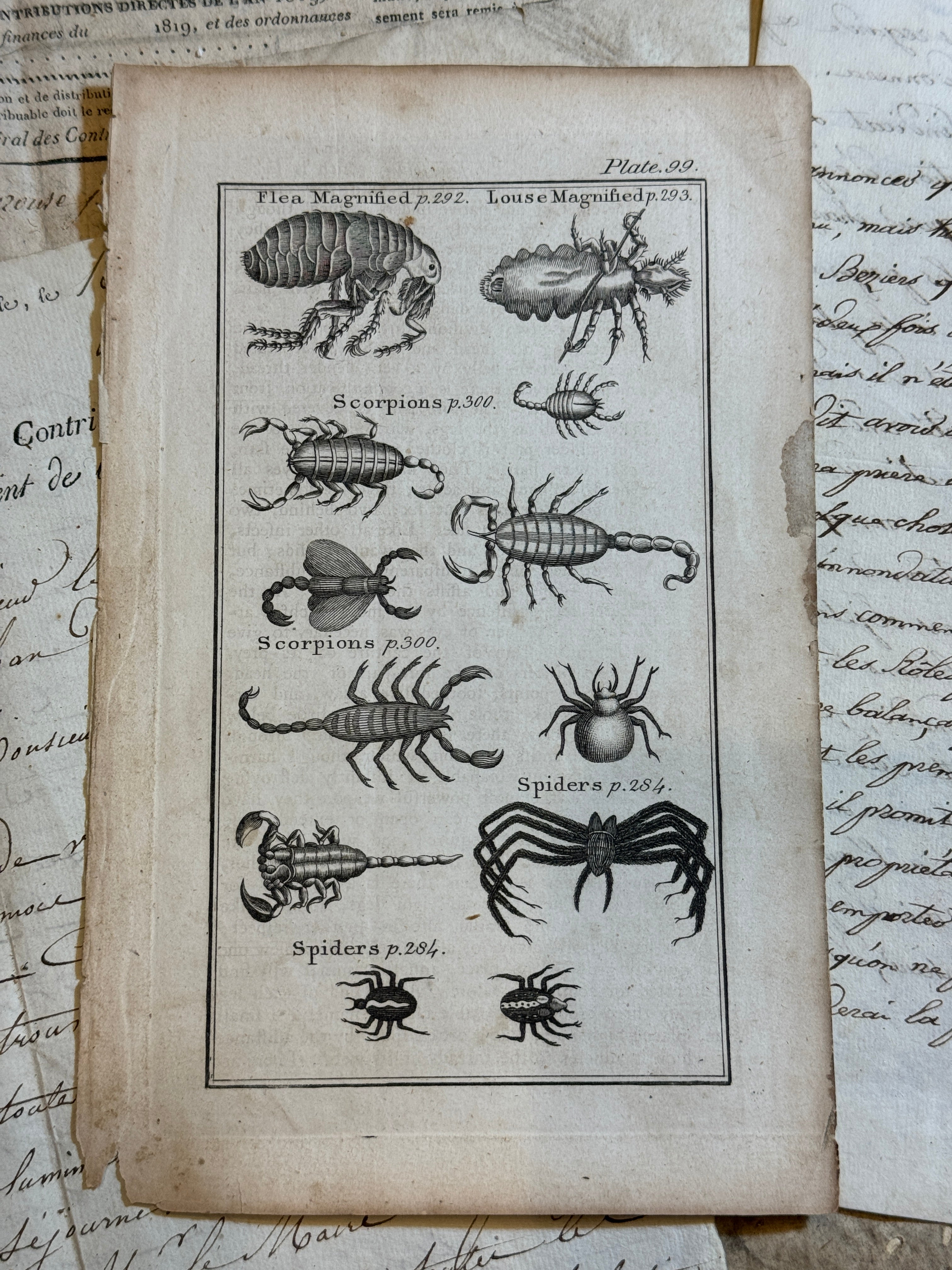 Original Antique Natural History Engraving of Spiders, Scorpians and Fleas