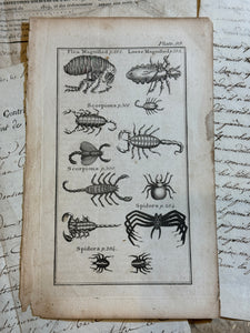 Original Antique Natural History Engraving of Spiders, Scorpians and Fleas