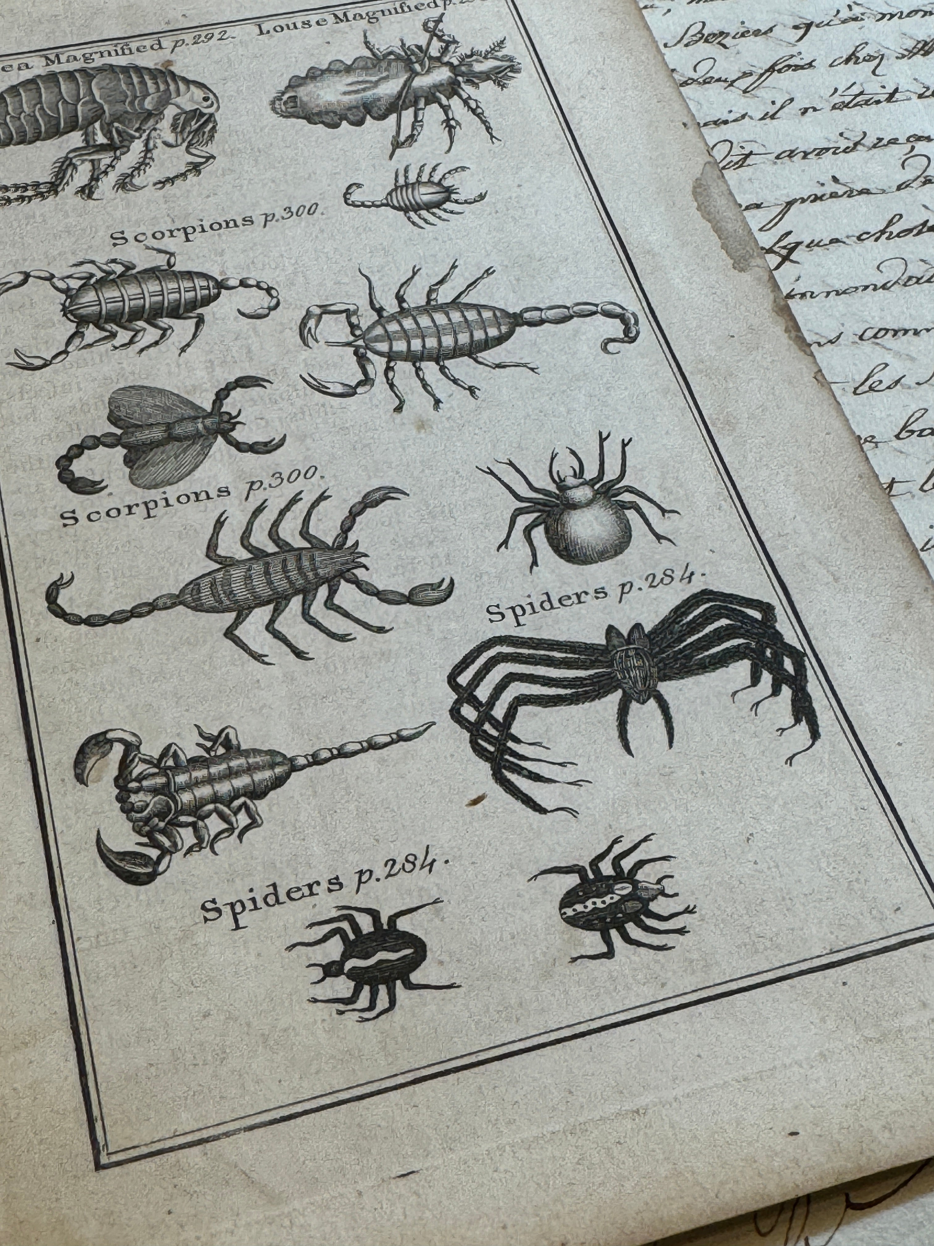 Original Antique Natural History Engraving of Spiders, Scorpians and Fleas