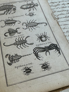 Original Antique Natural History Engraving of Spiders, Scorpians and Fleas