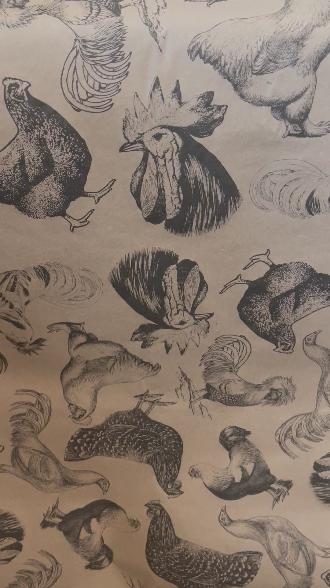 Chickens Paper